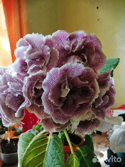 Глоксиния махровая