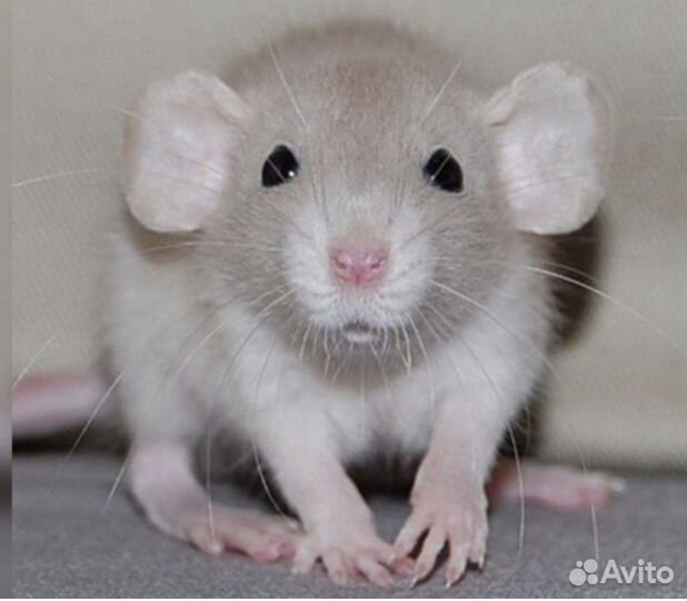 Крысята дамбо бесплатная доставка