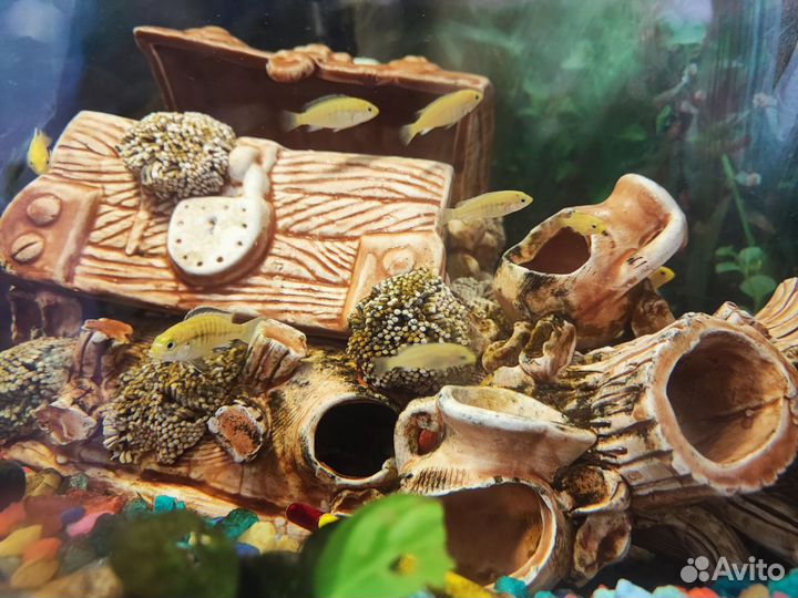 Цихлиды еллоу