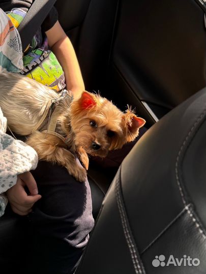 Вязка ищем жениха