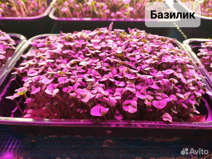 Микрозелень