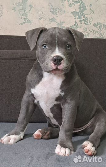 Американский булли