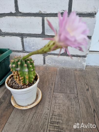 Кактусы и суккуленты