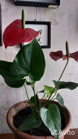 Антуриум красный мужское счастье