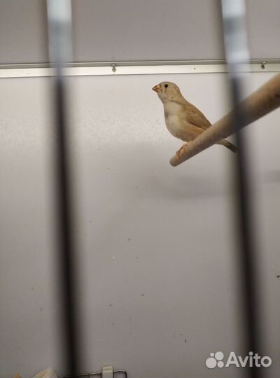 Зебровые амадины