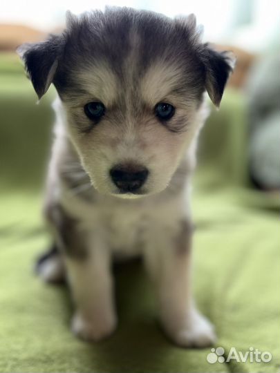 Щенки длинношерстной хаски и маламута