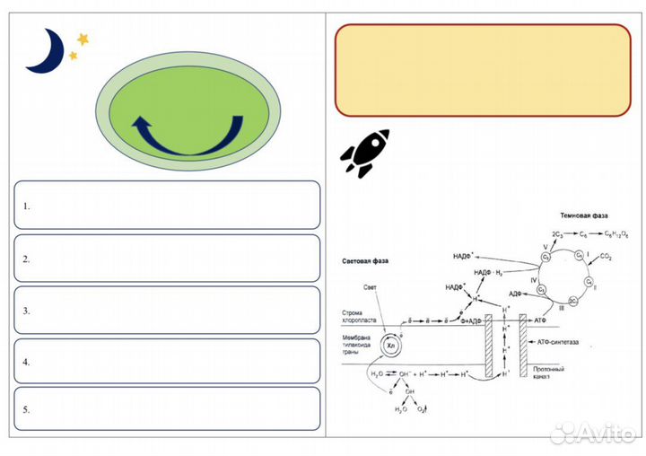 Репетитор по биологии огэ/егэ