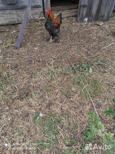 Молодые петушки