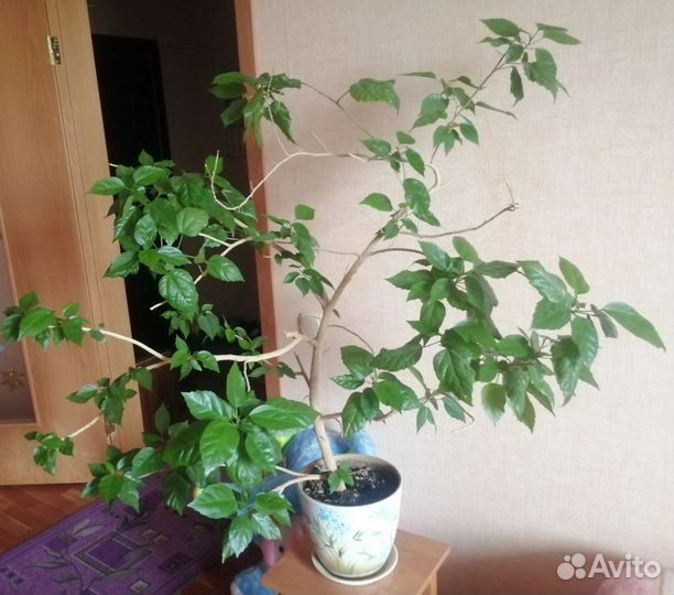 Гибискус китайская роза