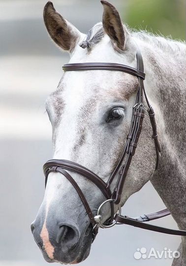 Уздечка для лошади cob