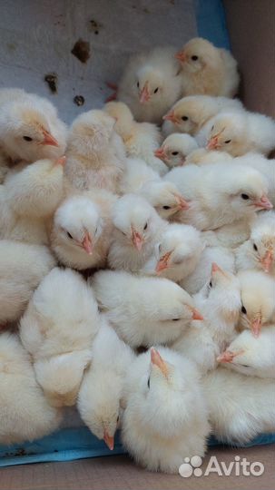Цыплята