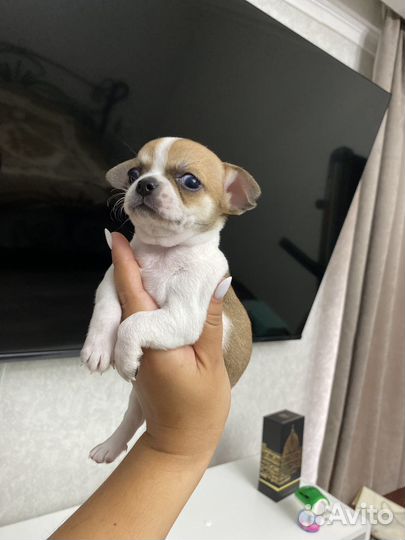 Мини Чихуахуа щеночки