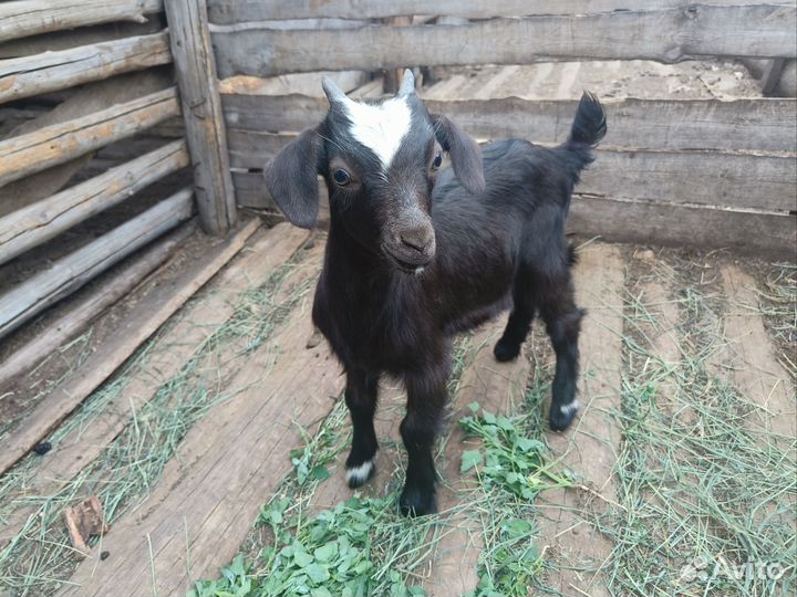 Козлята
