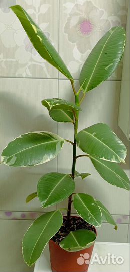 Фикус эластика Тинеке