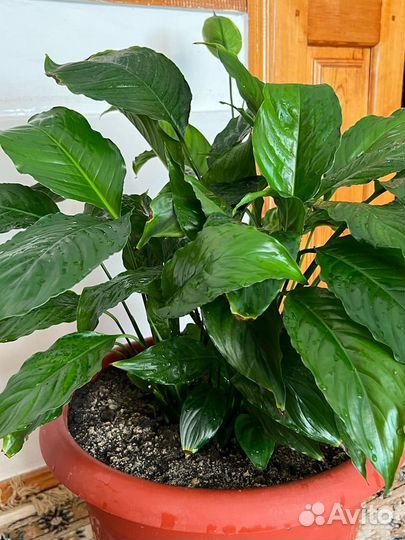 Спатифиллум