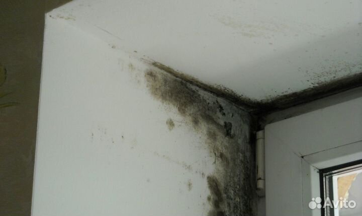 Удаление уничтожение обработка плесени грибка