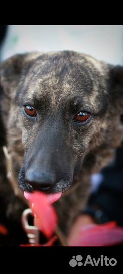 Отдам в добрые руки