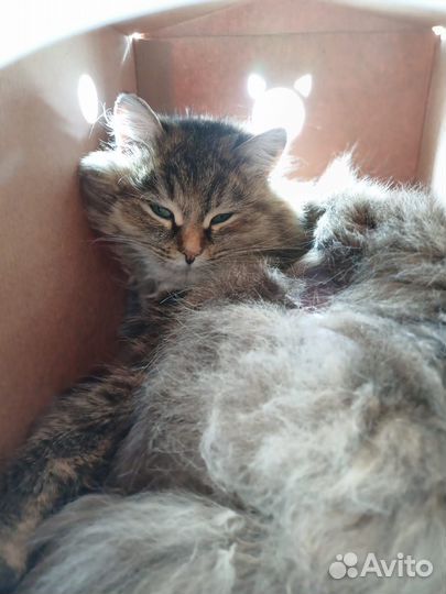 Кошка в добрые руки