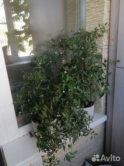 Перец комнатный острый