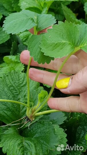 Рассада клубники усы с корнями