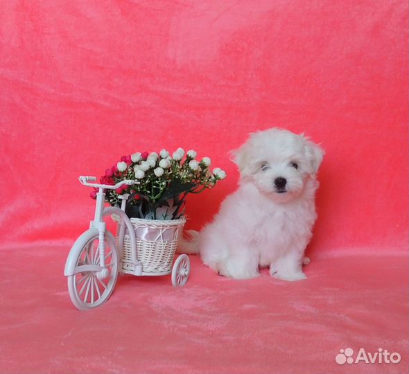 Щенки мальтезе