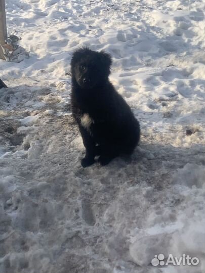 Щенок в добрые руки