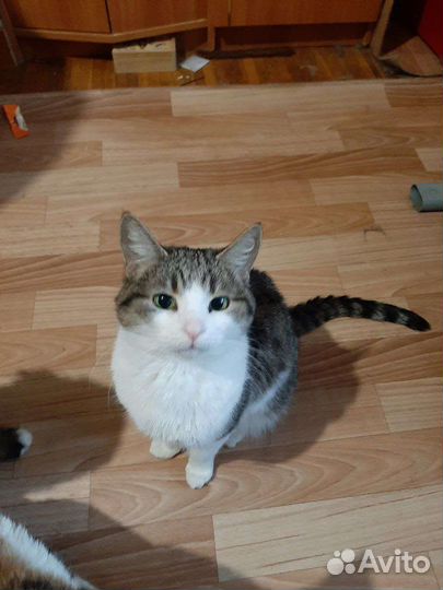 Кошка Кнопочка осталась без хозяйки