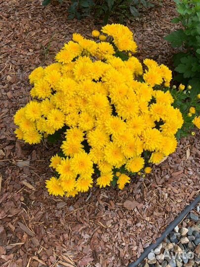 Хризантема