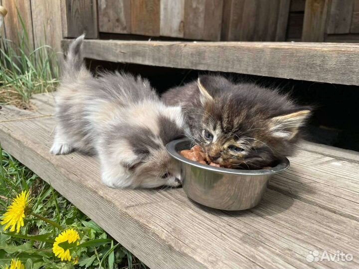Котятки в добрые руки