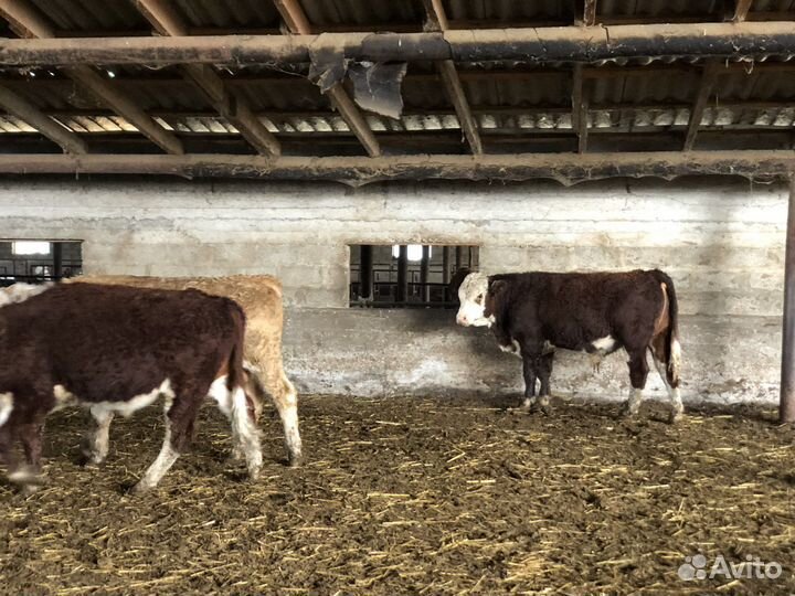 Бычки на откорм