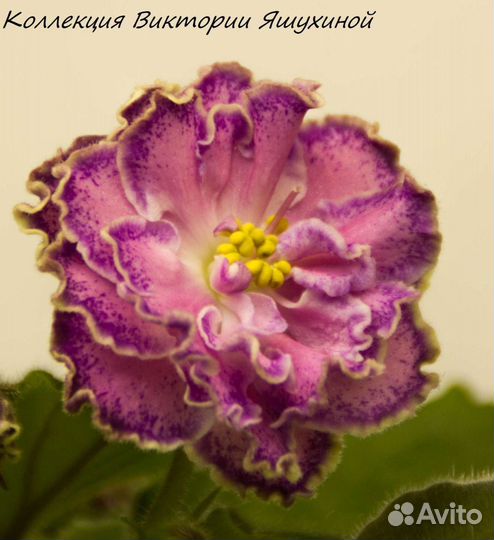 Фиалки сортовые