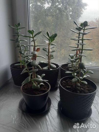 Спатифиллум, фиалки, крассула, эсхинантус