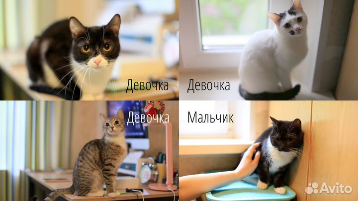 Котик 1 год, в добрые руки