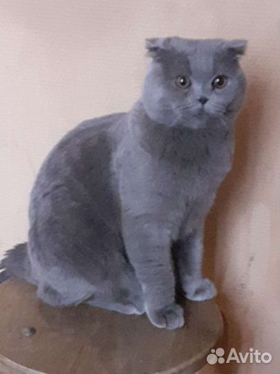 Британский кот на вязку