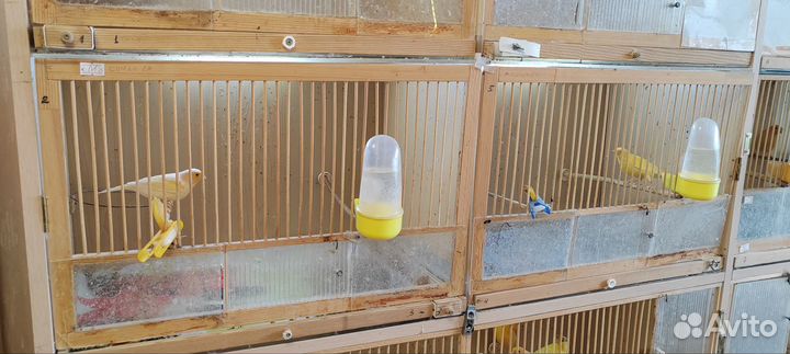 Продам канареек