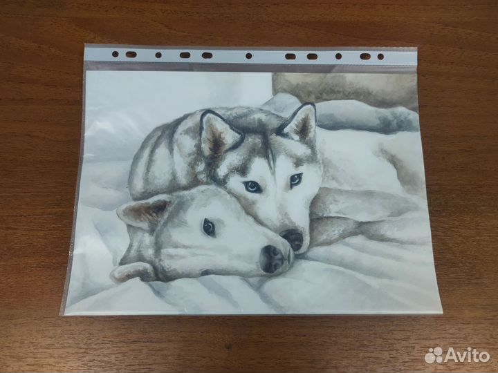 Рисунок с собаками хаски акварелью А4