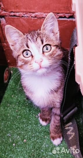 Кошка в дар