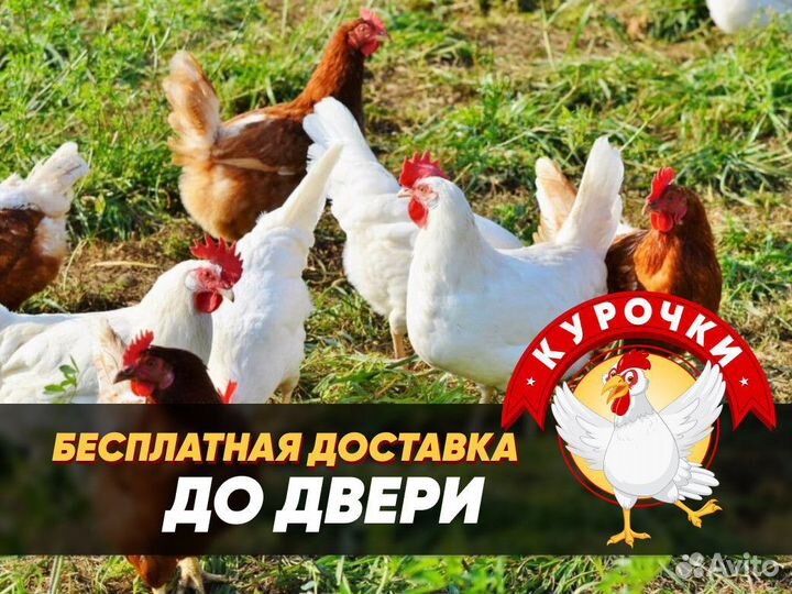 Куры молодые несушки