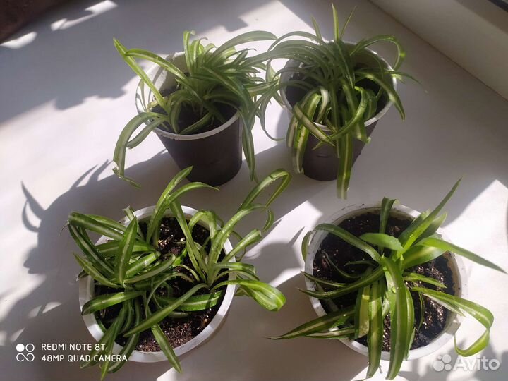 Хлорофитум кудрявый и обычный, белый декабрист