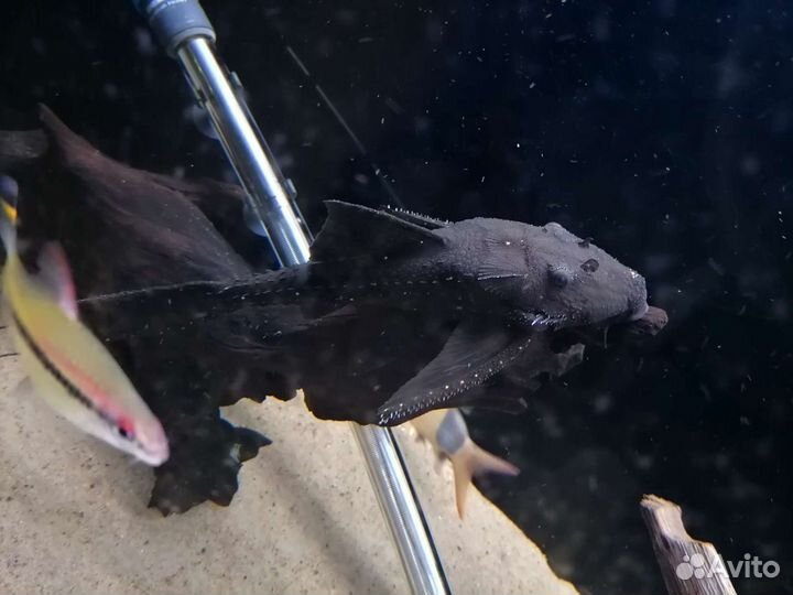 Номерной сом L