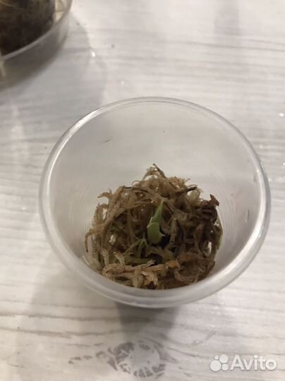 Алоказия Регал Шилдс