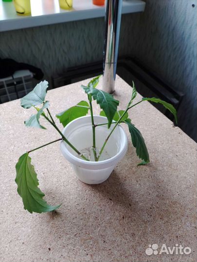 Гибискус китайская роза