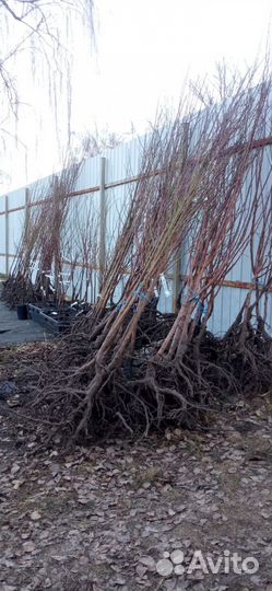 Саженцы плодовых деревьев