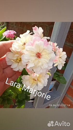 Укорененные черенки cортовой пеларгонии