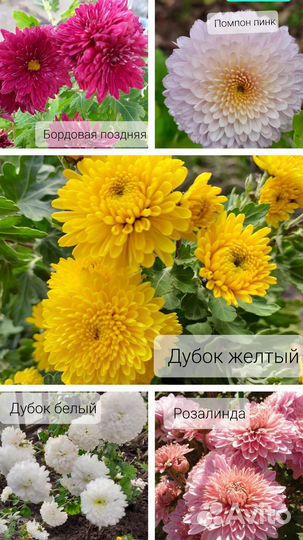Корейская хризантема и мультифлора