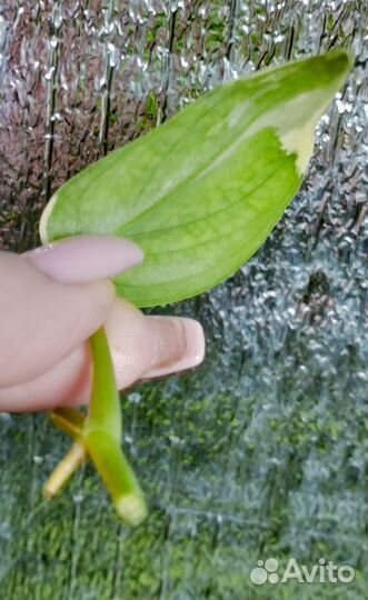 Сциндапсус Майяри