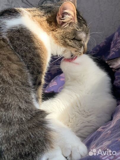 Кошка в дар