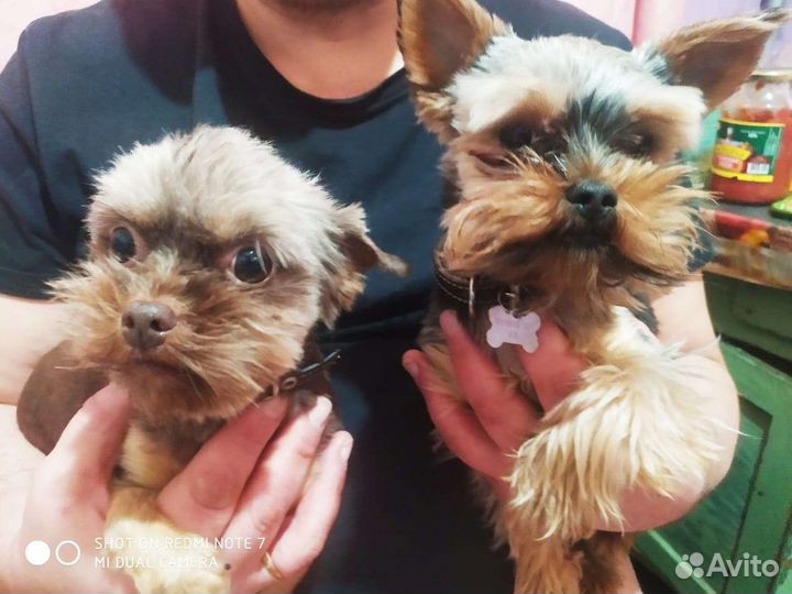 Вязка мини йорк