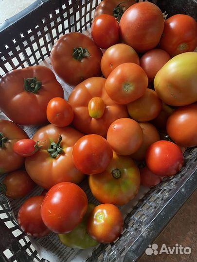 Свежие помидоры
