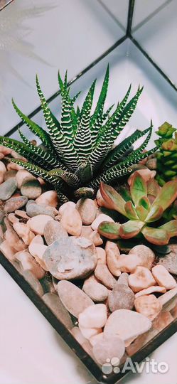 Флорариум 